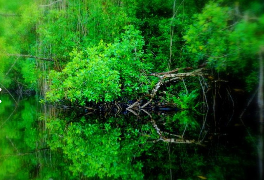 Image Mangroves Guyana from http://www.gcca.eu/ 