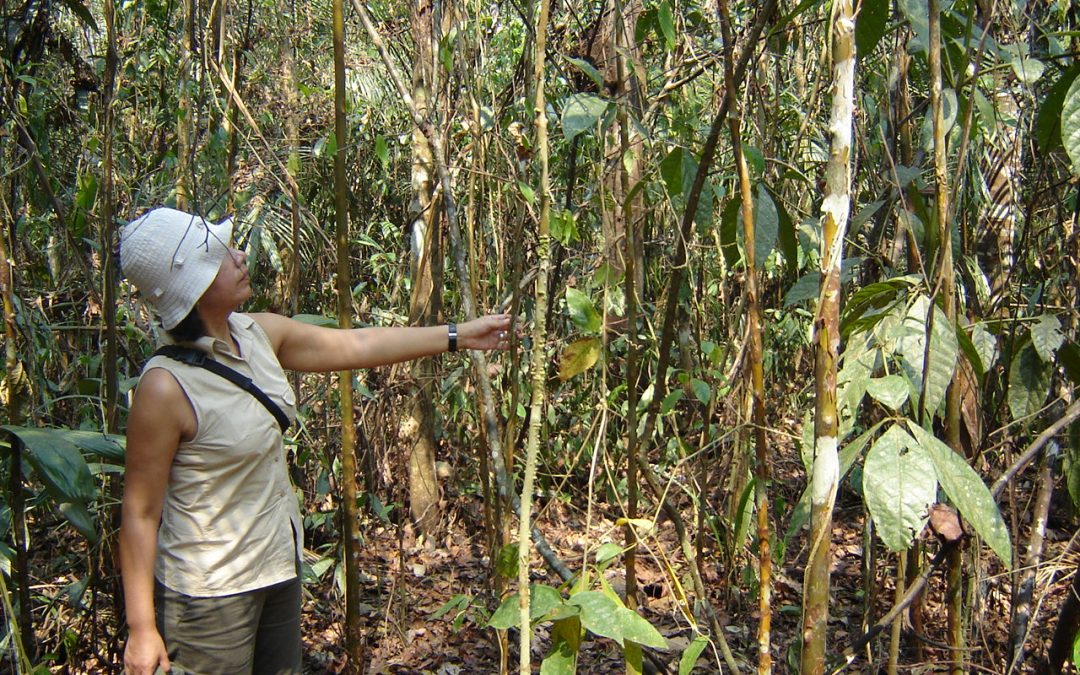 Un bosque que proteger: María Isabel Manta, una aliada estratégica para SERVIR-Amazonia