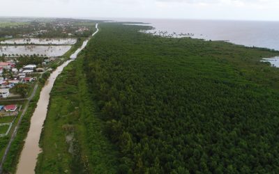 Agrilinks features article about SERVIR-Amazonia’s contribution to mangrove monitoring in Guyana