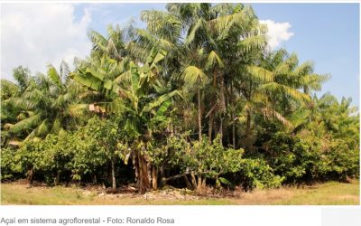 Nova parceria vai mapear Sistemas Agroflorestais e cultivos perenes na Amazônia