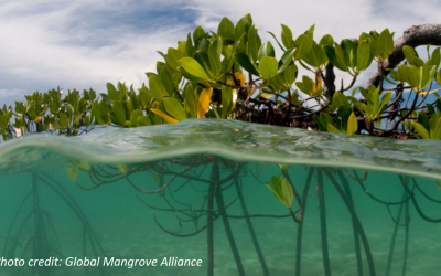 Understand, quantify, and monetize the value of mangrove ecosystem services in Guyana, a winning strategy