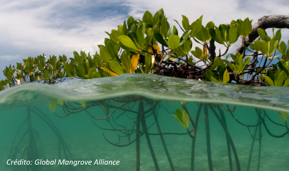 Entender, cuantificar y monetizar el valor de los servicios de los ecosistemas de manglares en Guyana, una estrategia ganadora
