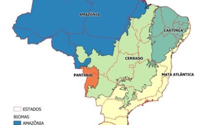 Improving Forest Classification of the Brazilian National Forest Inventory using the CEO Platform